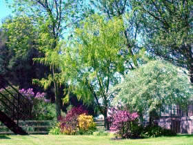 Back of the garden in late spring